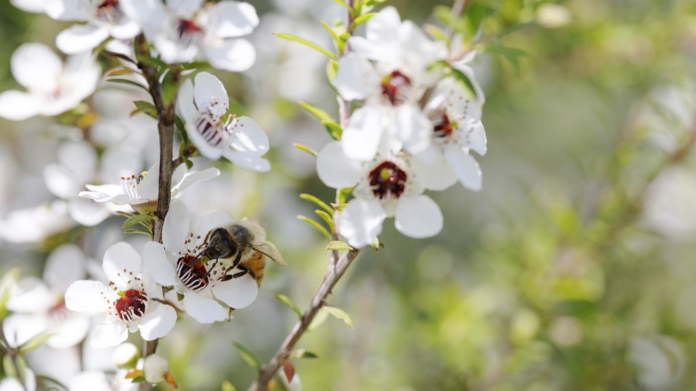 Mật ông Manuka được tạo ra bằng những con ong hút mật cây Manuka 