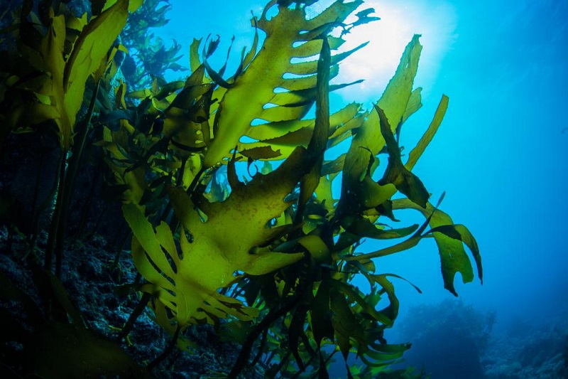 Rong biển là tên gọi chung của các loài thực vật biển và tảo phát triển ở đại dương