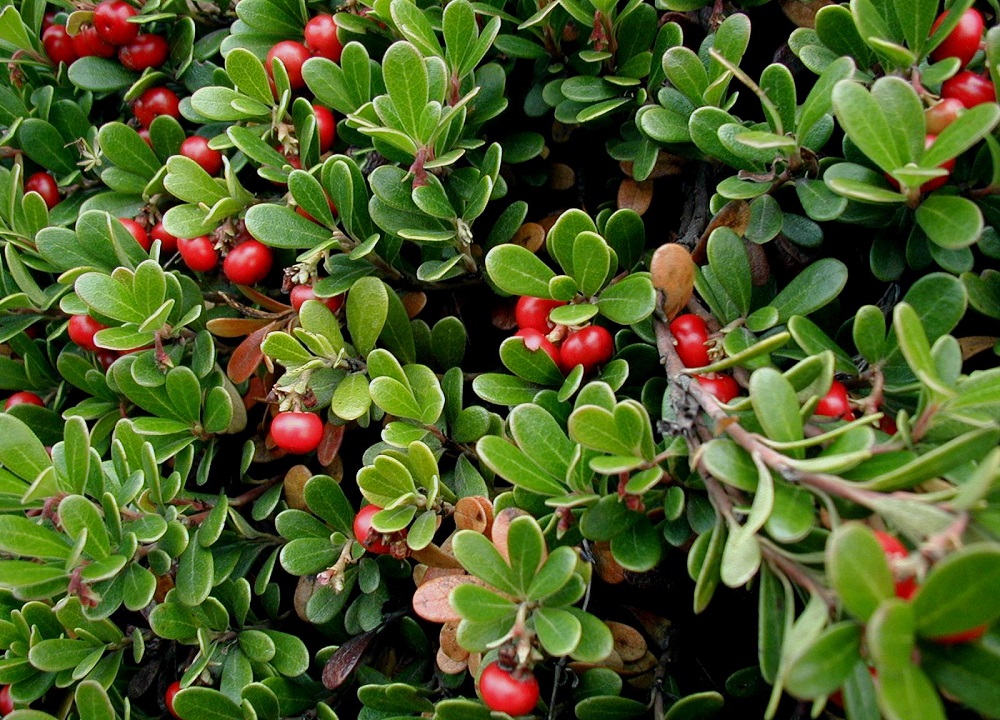 Arbutin là một phân tử chiết xuất từ cây bearberry 