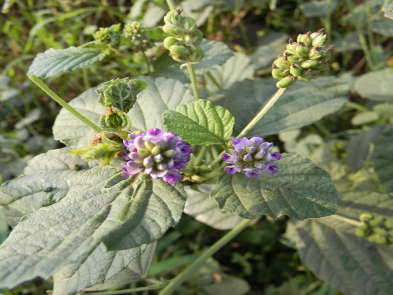 Bakuchiol là một loại thảo dược có nguồn gốc từ Ấn Độ