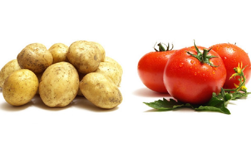 Mặt nạ khoai tây và cà chua trị mụn