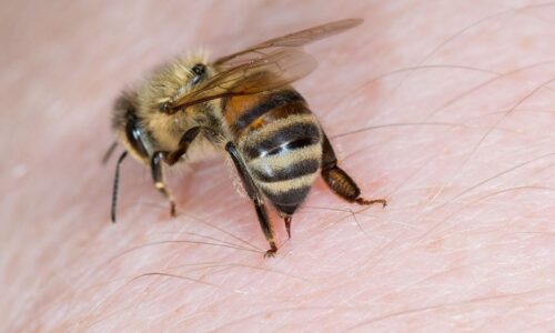 Công dụng bất ngờ của nọc ong trong làm đẹp