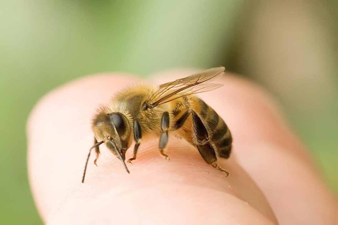 Nọc ong là chất lỏng không màu, có tính axit